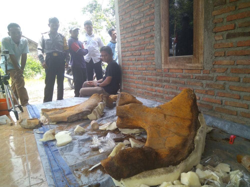 Sejumlah warga melihat fosil pinggul gajah purba yang telah diangkat arkeolog di Desa Sumberbendo, Kecamatan Saradan, Kabupaten Madiun, Rabu (19/2).IDN Times/Nofika Dian Nugroho