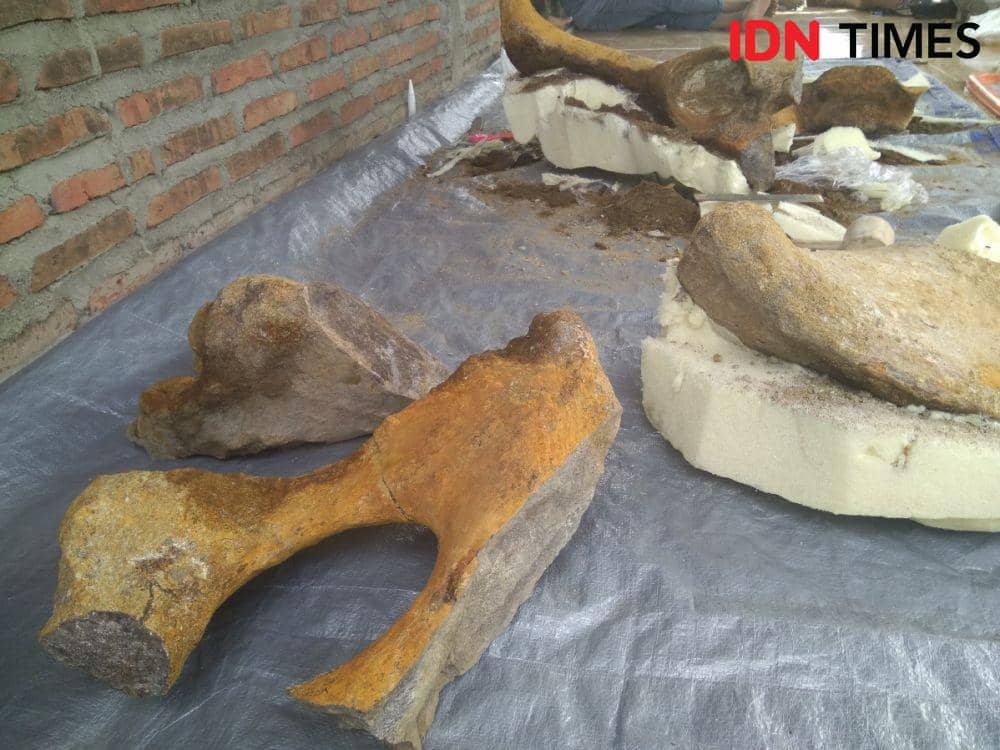 Potongan fosil pinggul gajah purba yang berhasil diangkat dari tanah oleh tim dari Balai Pelestarian Situs Manusia Purba Sangiran. IDN Times/Nofika Dian Nugroho
