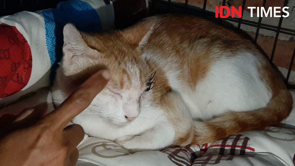 Kucing Ditembak hingga Matanya Buta di Cirebon, Pelaku Dipolisikan