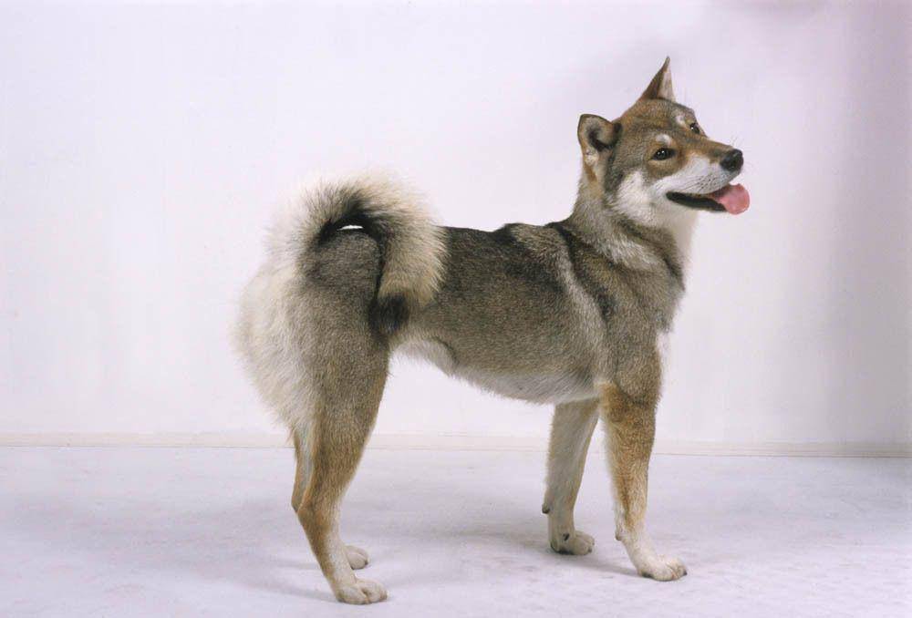 chien.ooreka.fr