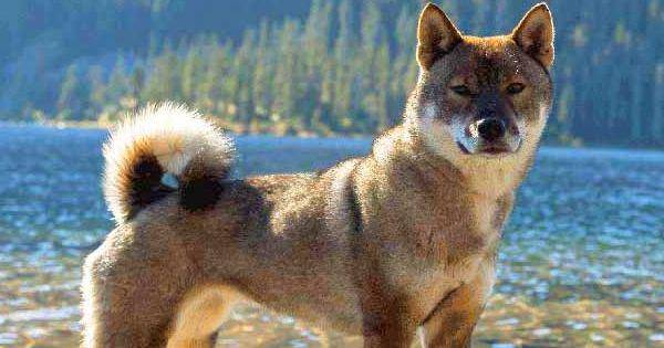 primitivedogs.com