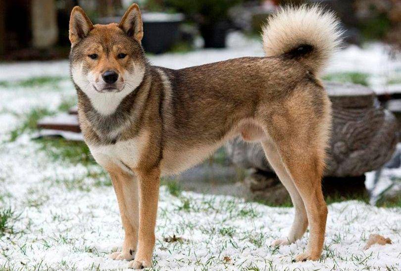 dogsaholic.com