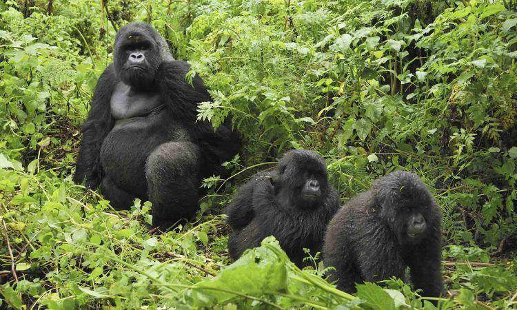 safarisrwandasafari.com
