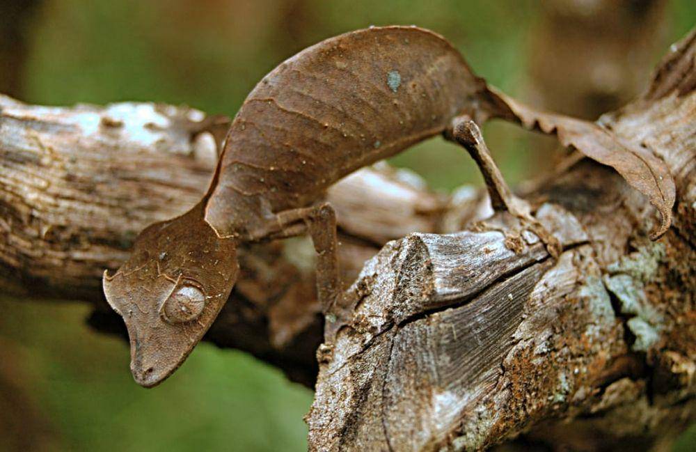 critterfacts.com