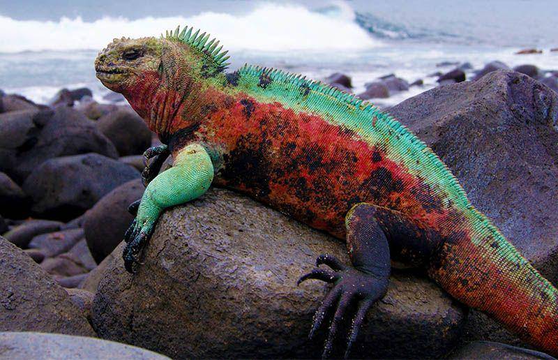 galapagosconservation.org.uk