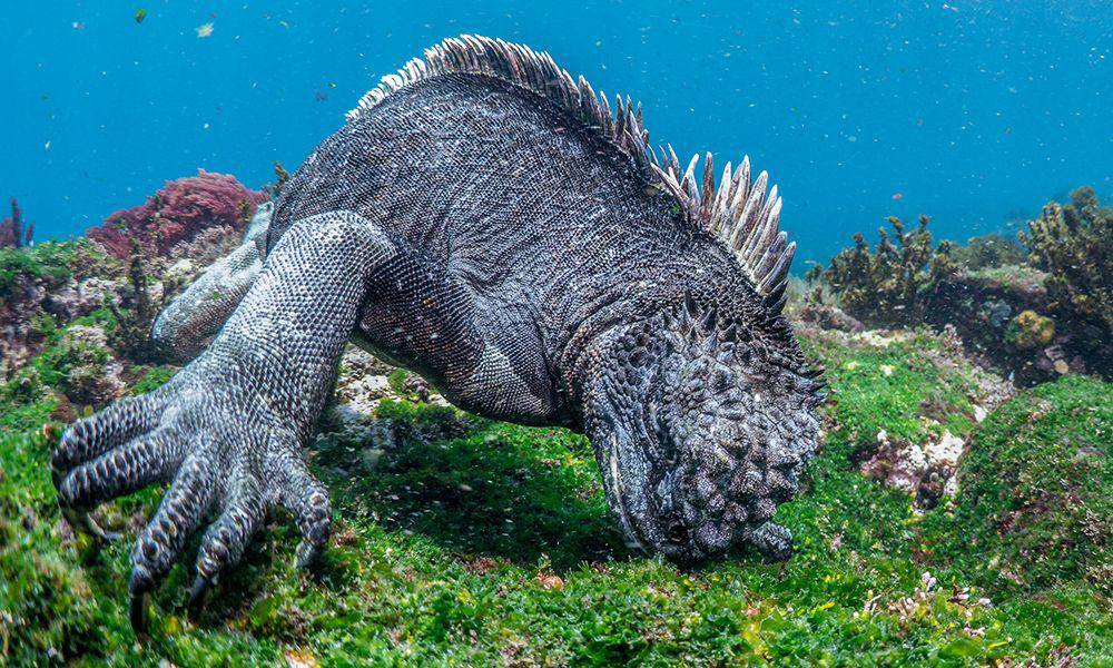 galapagosconservation.org.uk