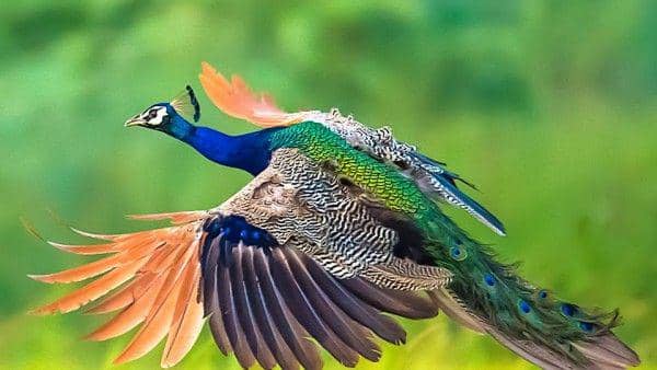 pics.alphacoders.com