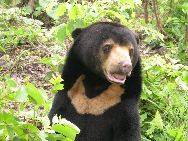 iucnredlist.org