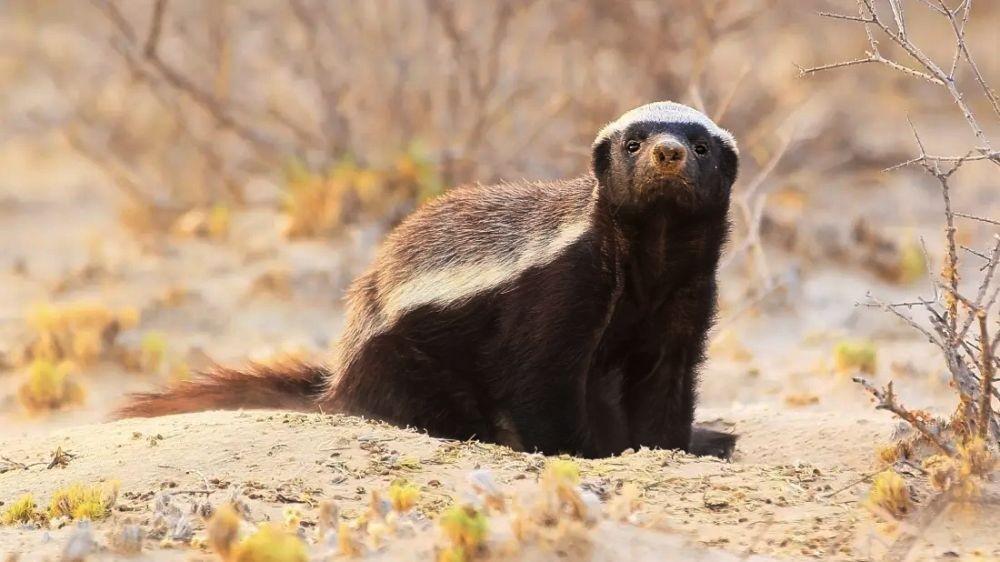 10 Fakta Menarik Honey Badger, Binatang yang Tidak Mengenal Rasa Takut