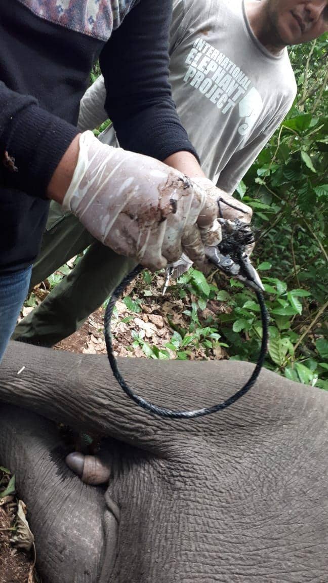 Kaki anak gajah yang terkena jerat (IDN Times/BKSDA Aceh)