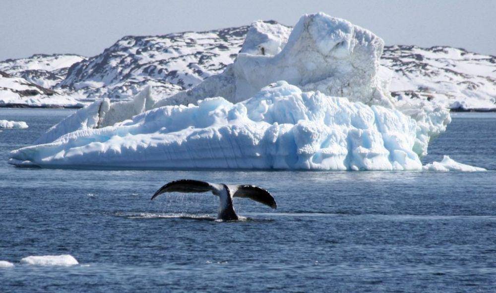 us.whales.org