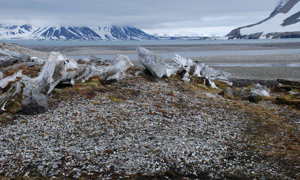 worldwildlife.org