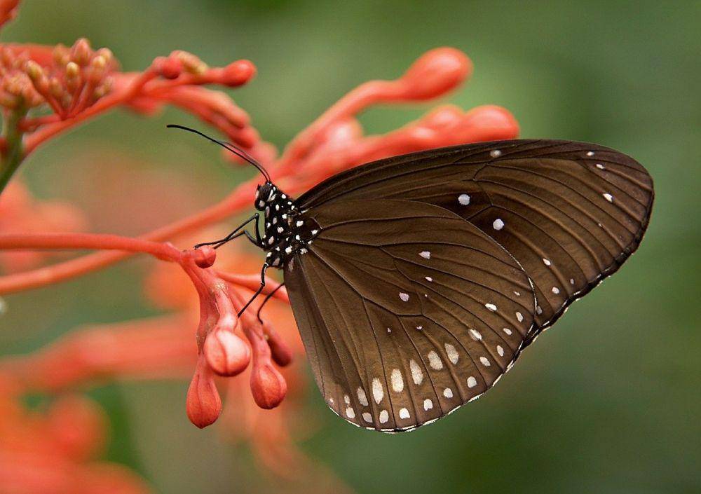 Pixabay.com/nikiko