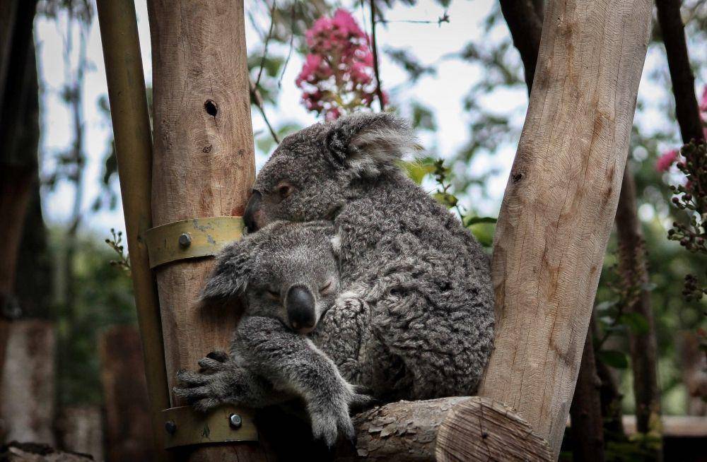 ilustrasi koala (unsplash.com/Melody P)
