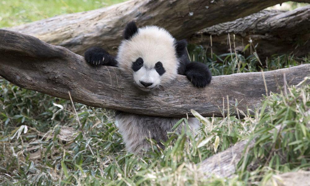 Intip 7 Panda Tertua yang Pernah Hidup, Ada yang Sampai 38 Tahun!
