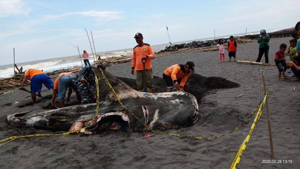 Ikan hiu yang terdampar mati di muara sungai Bogowonto ahkirnya dikubur. IDN Times/Istimwa