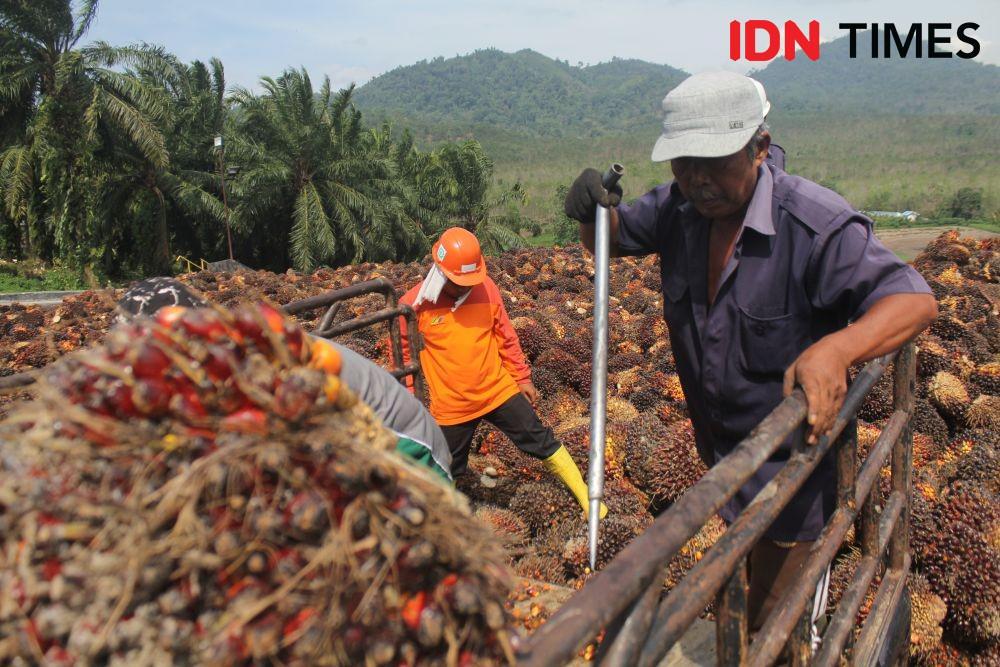 RSI Janji Akan Tuntaskan Permasalahan Pekerja Anak Sawit di Indonesia