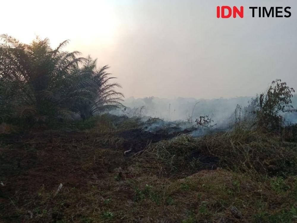 Kondisi lahan perkebunan sawit plasma di Kabupaten Agam, Sumatera Barat pasca terbakar (Doc.IDN Times)