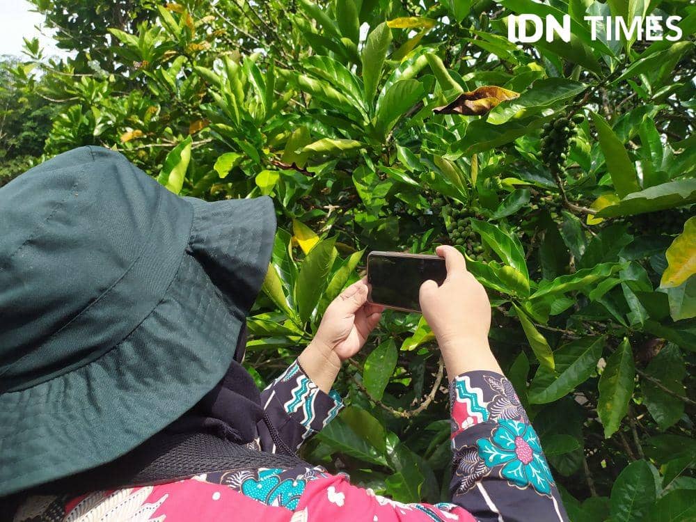 Pohon Kopi Liberica di Desa Air Gading Banyuasin Sumsel (IDN Times/Sumsel)