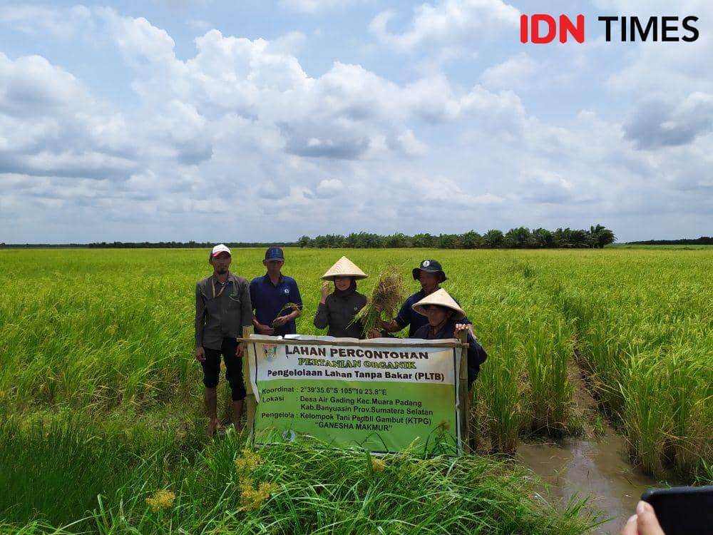 Panen padi hitam di Desa Air Gading Banyuasin (IDN Times/Feny Maulia Agustin)