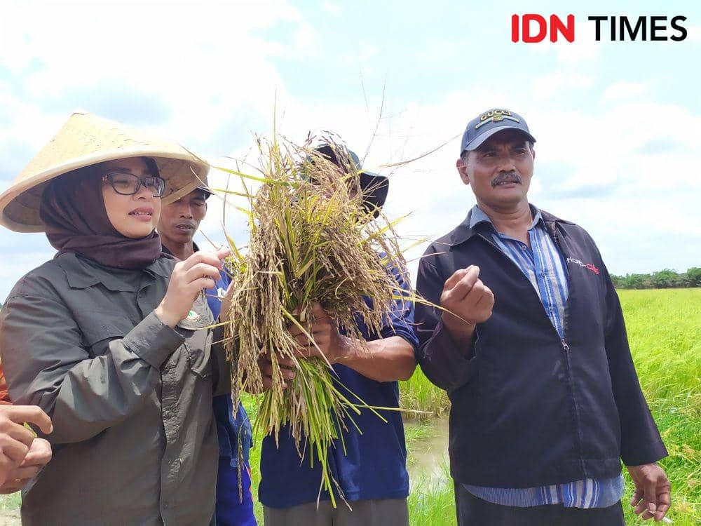 BRG Dorong Padi Hitam Jadi Produk Unggulan Desa Air Gading Banyuasin