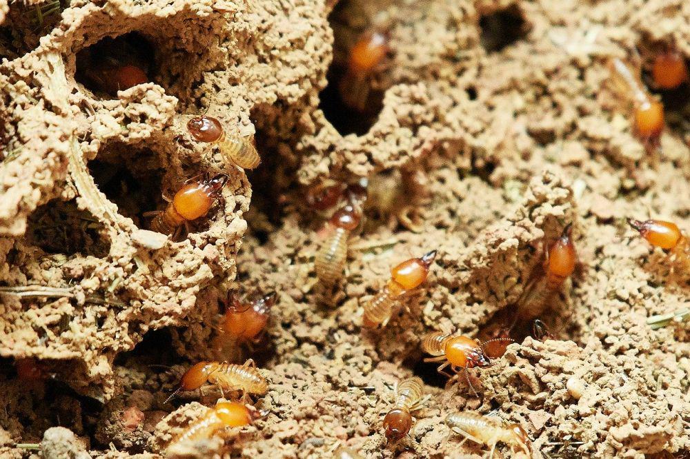 5 Fakta Rayap, Si Serangga Petani dengan Arsitektur Canggihnya