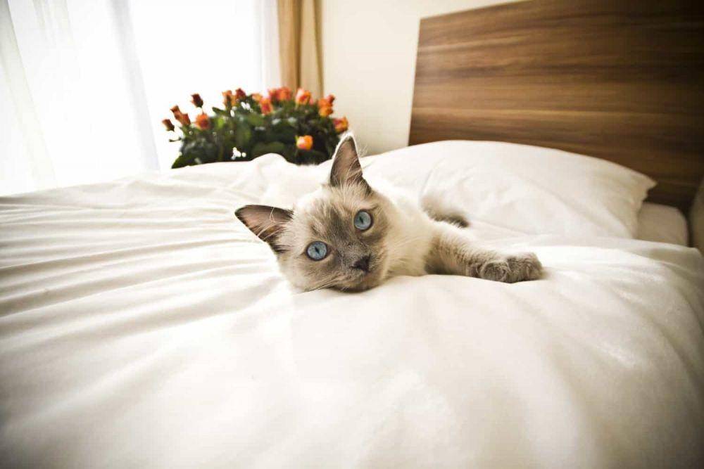 blog.gopetfriendly.com