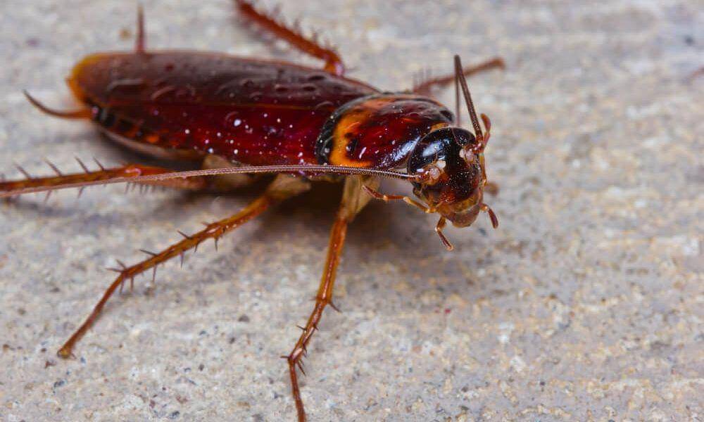 pestcontrolteam.com.au