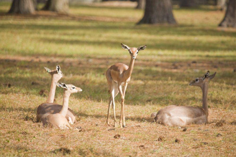 whiteoakwildlife.org