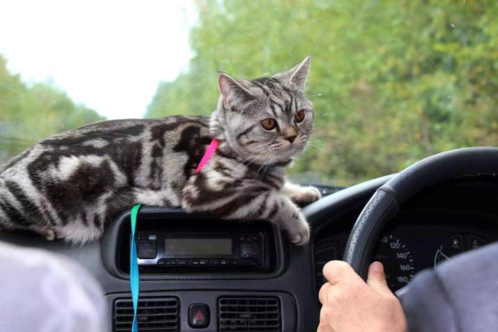 catexpedition.com