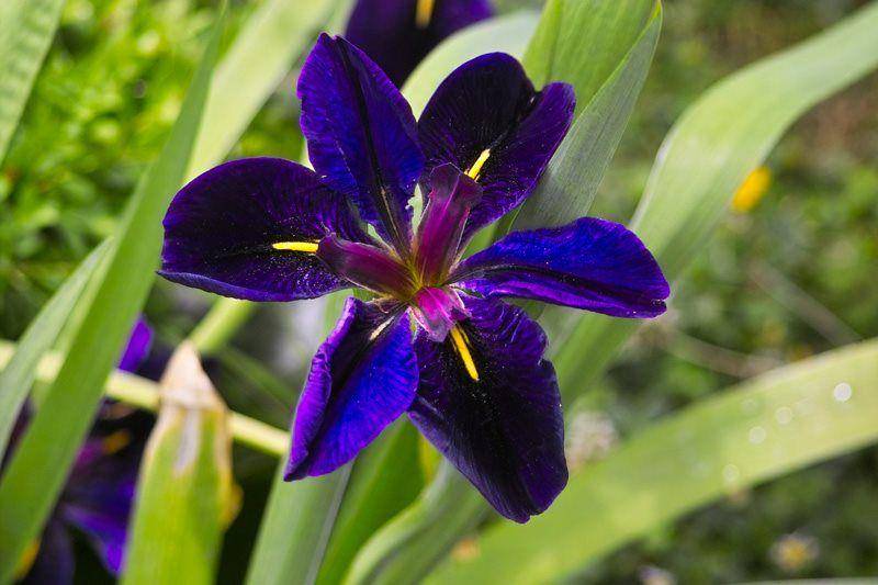 gardendesign.com