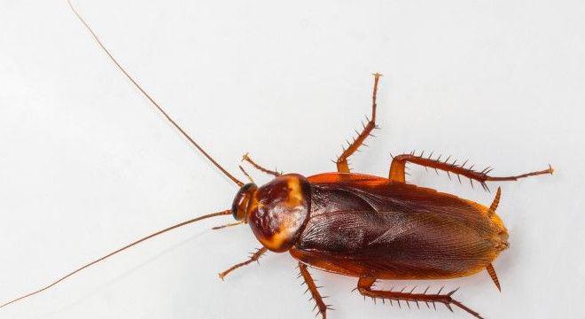 5 Alasan Mengapa Kecoa Jadi Hewan Paling Menyebalkan di Dunia
