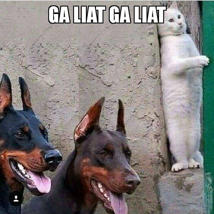 Instagram.com/memekucing.id