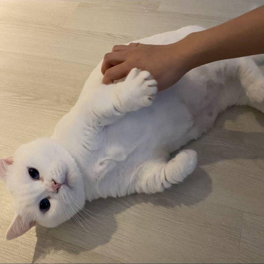 Instagram.com/starcat7942