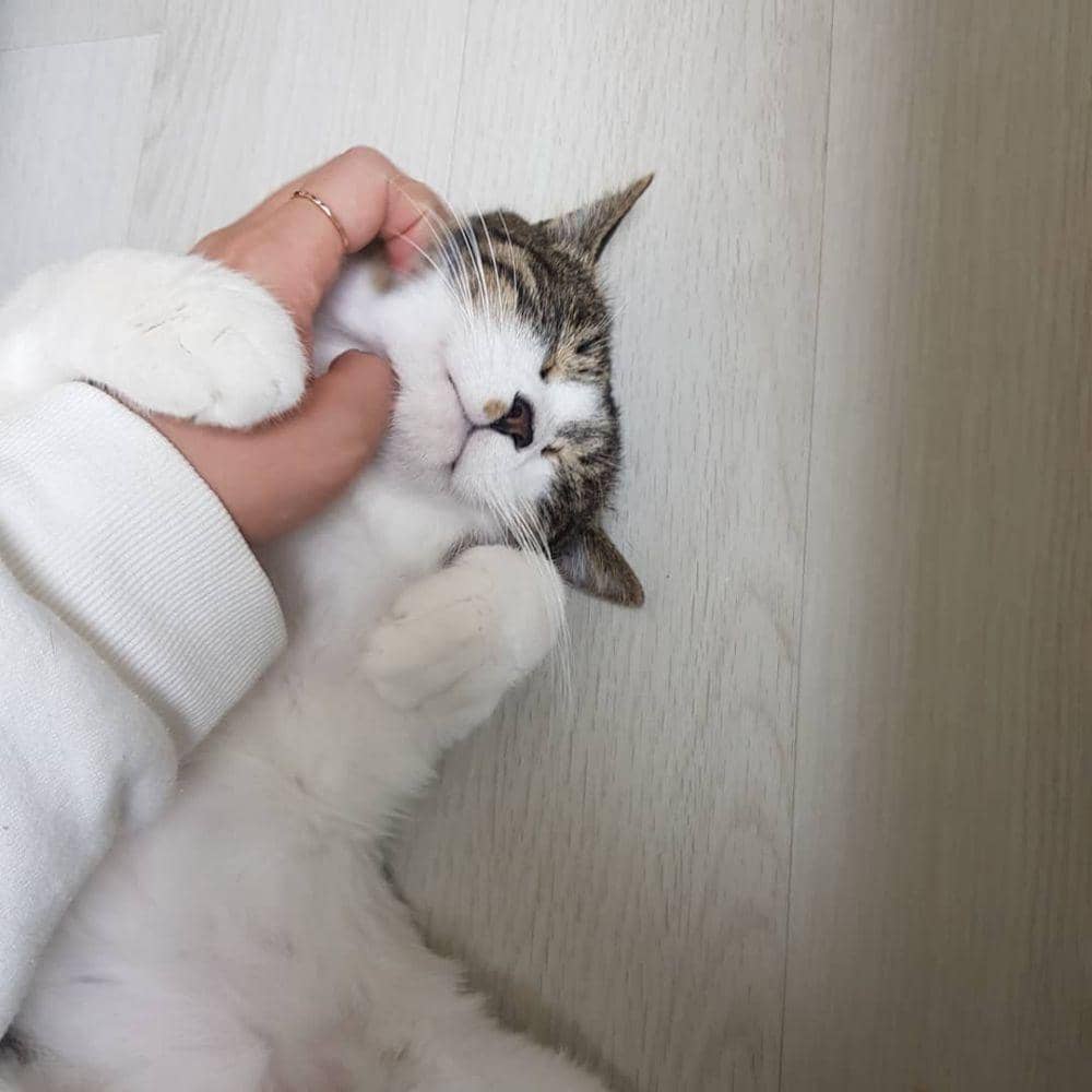 Instagram.com/starcat7942
