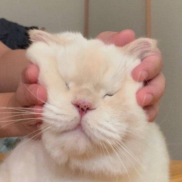 Kesal Hingga Pasrah, Ini 9 Potret Kucing Saat Diuyel-uyel Manusia!