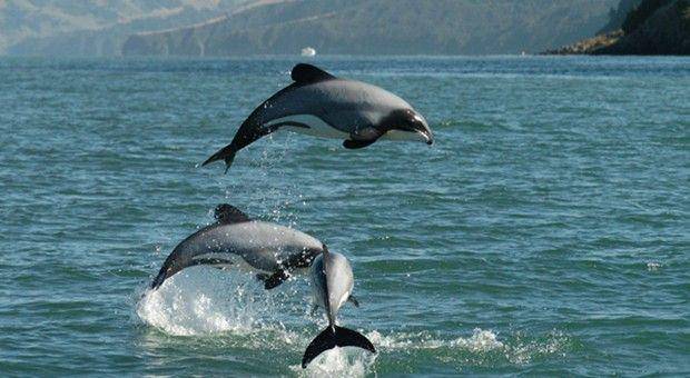 whaledolphintrust.org.nz
