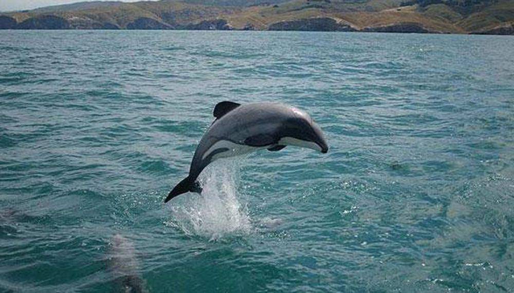 newshub.co.nz