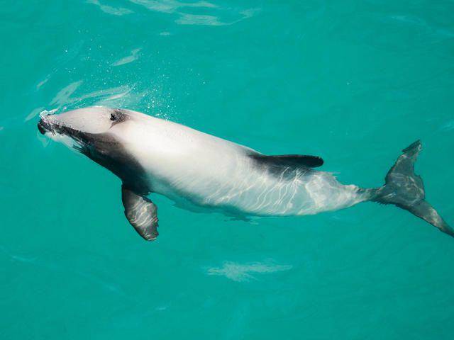 worldwildlife.org