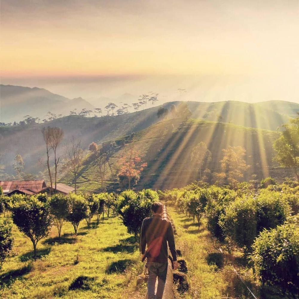 9 Fakta Menarik Kaligua Paguyangan, Kebun Teh Tersembunyi di Brebes