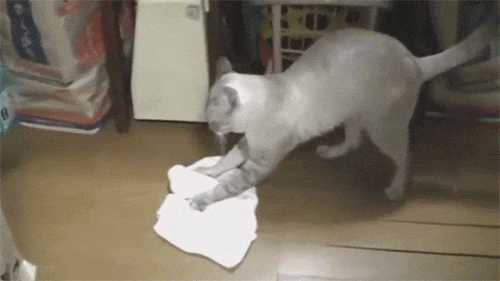 Sering Disebut Pemalas, Ini 10 Potret Kucing Bantu Bersihin Rumah!