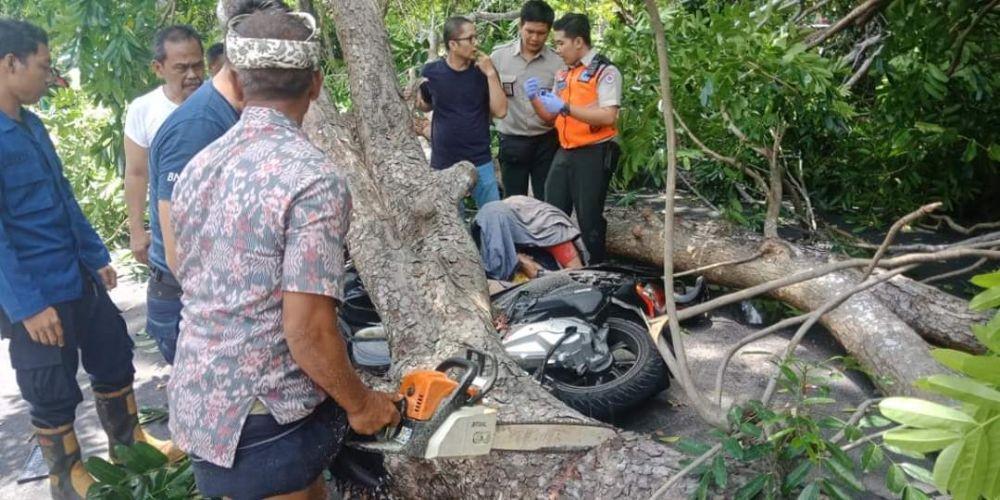Pengendara Motor di Renon Tertimpa Pohon Mahoni Setinggi 40 Meter