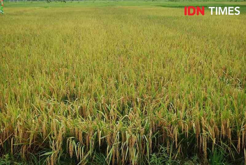Merdang Merdem, Tradisi Suku Karo agar Sawah Tumbuh Subur