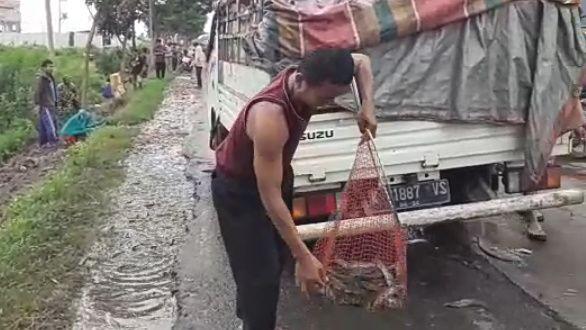 1,3 Ton Ikan Lele Tercecer di Jalan Pantura Pati