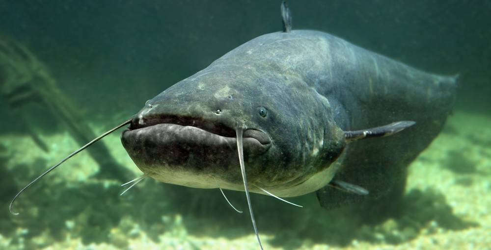 fishingrex.com
