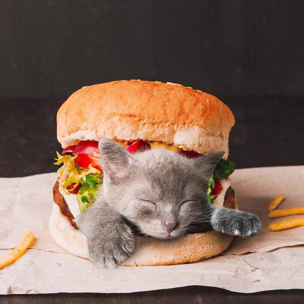 instagram.com/cats_in_food