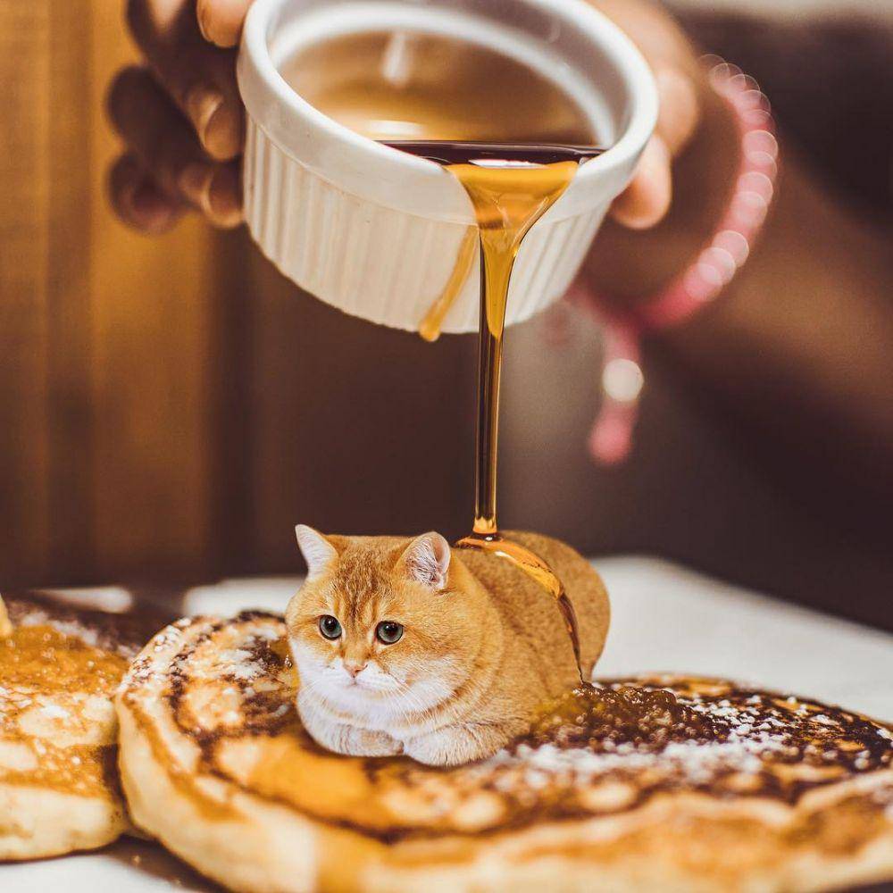 instagram.com/hosico_cat