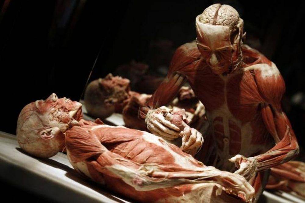 Ilustrasi plastinasi dan prosesnya. theverge.com