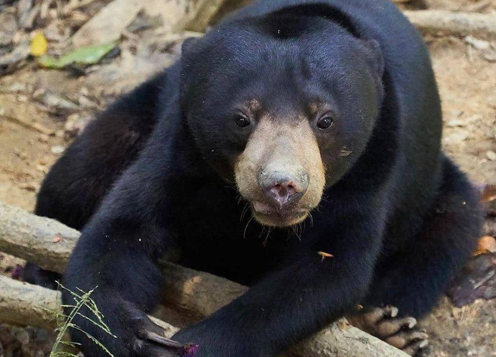 Beruang Madu Serang Petani Karet di Muara Enim