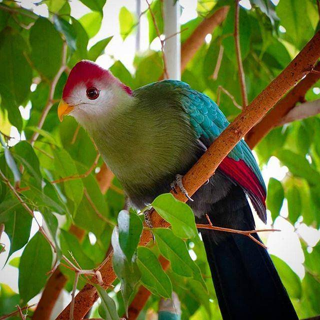 instagram.com/juliegaia_poupe_animals/